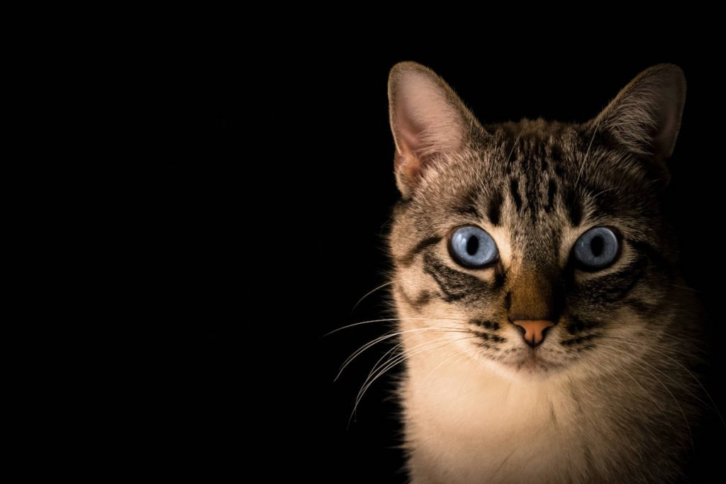 Warum braucht eine Katze Schnurrhaare? - Was zeichnet Schnurrhaare aus