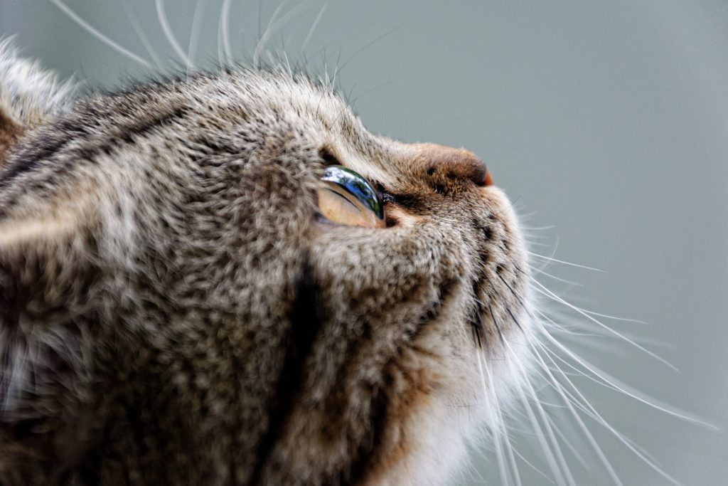 Wofür braucht die Katze Schnurrhaare
