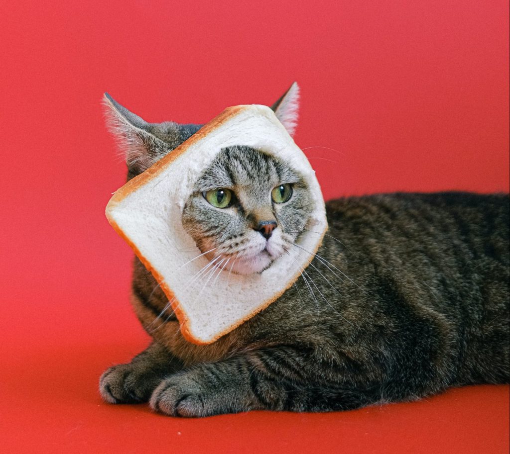 Katzenschnurrhaare und der Tastsinn