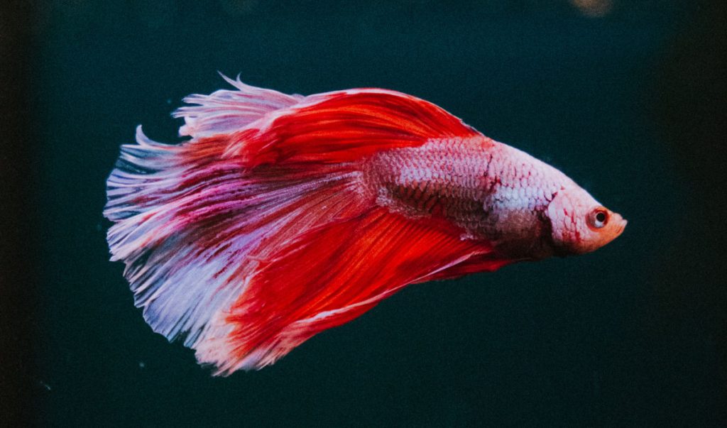 Kampffisch - Was man über ihn wissen sollte