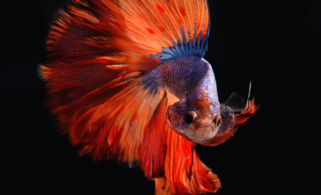 Womit ernährt man einen Kampffisch