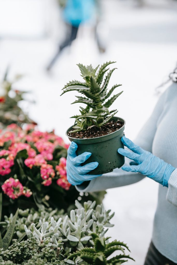 Wie man Aloe pflegt
