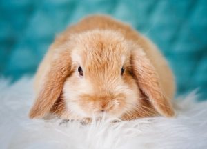 Miniaturkaninchen – was ist wissenswert