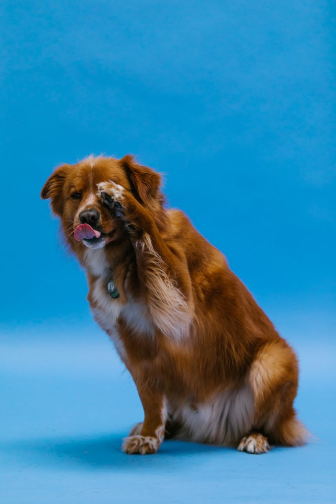 ciastka-dla-psa-z-watrobki-bananowe-marchewkowe