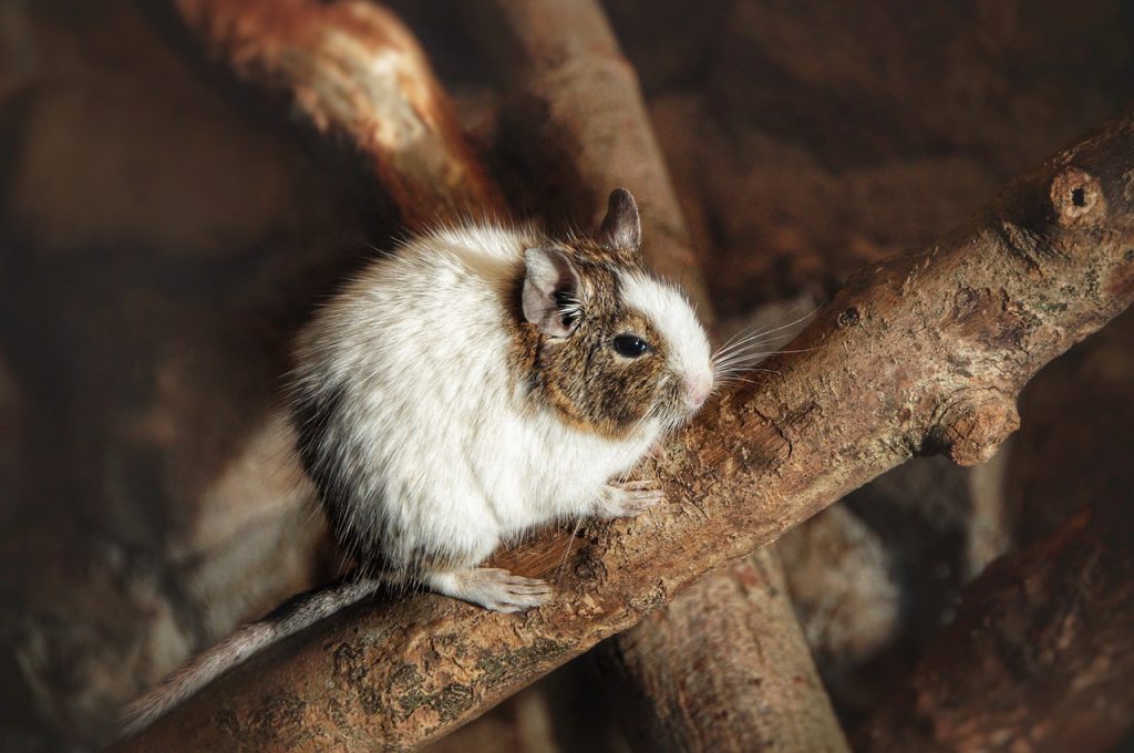 Laufrad für den Degu und andere Accessoires
