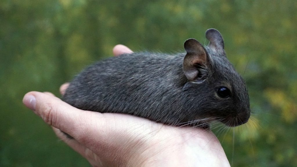 Was fressen Degus