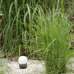 Miscanthus Morning Light