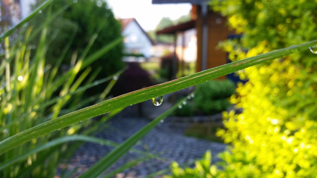 miskant-morning-light-sadzonki