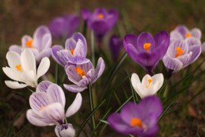 Krokus – wie man sich darum kümmert