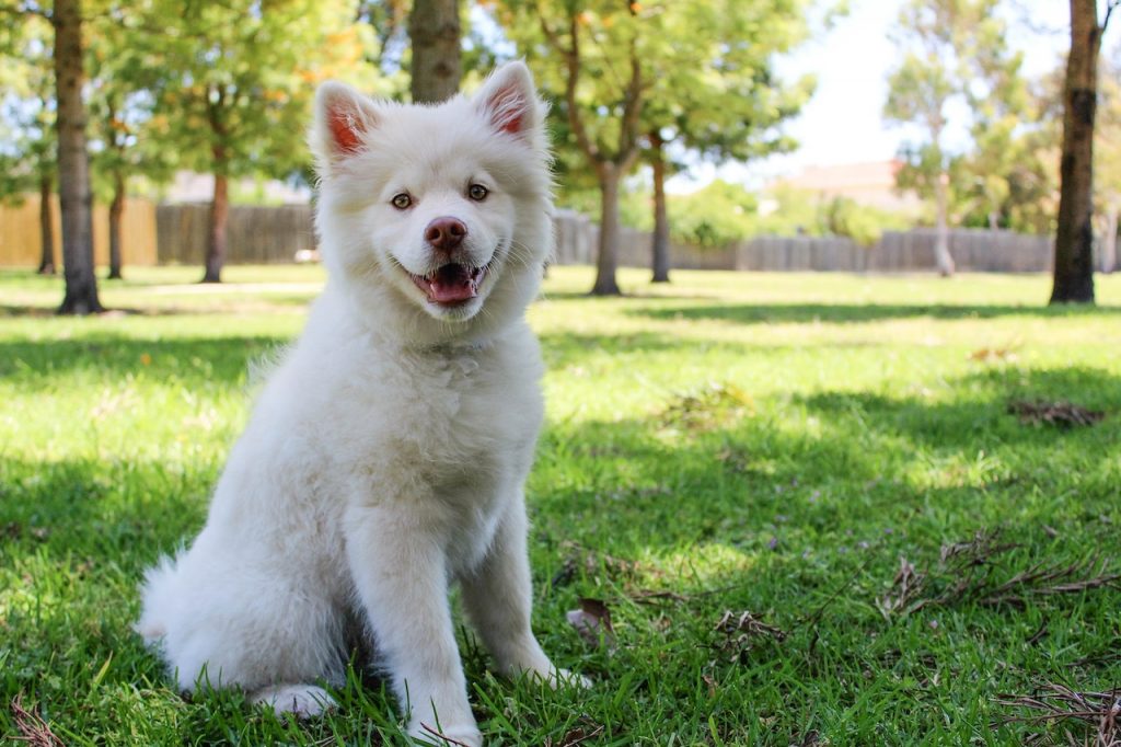 Koprophagie-bei-Hund-Ursachen-Symptome-und-Behandlung